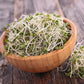 Handy Pantry Broccoli Sprouts Seeds Organic- 1 Lb - Non-GMO Organic Broccoli Seeds for Sprouting, Microgreens Sprouting Seeds, Contain Sulforaphane
