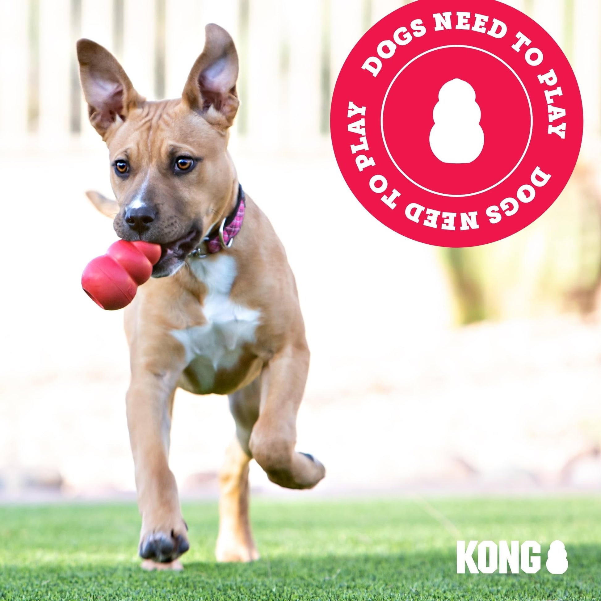 Buy now Kong - Ziggies Puppy - Teeth Cleaning Dog Treats - Small (Best Used with Kong Puppy Rubber Toys) at indiglob india