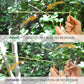 Buy now Solid Copper and Brass Dowsing Rods with Smooth Movement for Tracing Spiritual Energy Chi, Ghost Hunting, Water Divining, Finding Gold, Locating Lost Items or Answering Questions! at indiglob india