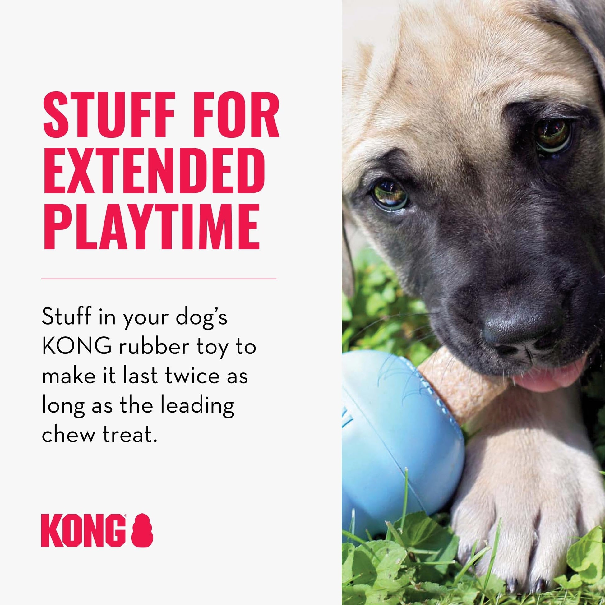Buy now Kong - Ziggies Puppy - Teeth Cleaning Dog Treats - Small (Best Used with Kong Puppy Rubber Toys) at indiglob india