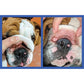 Squishface Wrinkle Paste - Bulldog, French Bulldog, Pug, English Bulldog – Cleans Wrinkles, Tear Stain, Tail Pockets, and Paws – Anti-Itch Tear Stain Remover & Bulldog Wrinkle Cream, 2 Oz.
