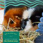 Buy now Oxbow Orchard Grass Hay, Rabbit & Guinea Pig Hay, High Fiber for Digestive Health, Grown in the USA, Veterinarian Recommended Small Pet Supplies, for Rabbits, Guinea Pigs, & Chinchillas, 15 oz. at indiglob india