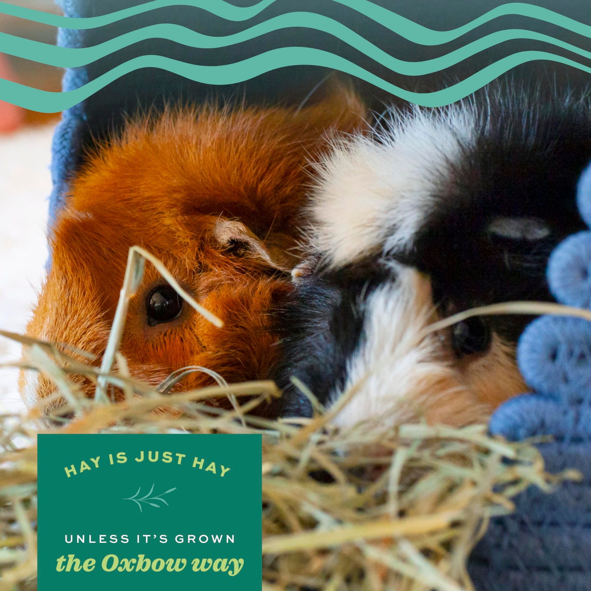 Buy now Oxbow Orchard Grass Hay, Rabbit & Guinea Pig Hay, High Fiber for Digestive Health, Grown in the USA, Veterinarian Recommended Small Pet Supplies, for Rabbits, Guinea Pigs, & Chinchillas, 15 oz. at indiglob india
