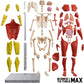 Buy now Be Amazing! Toys Interactive Human Body - 60 Piece Fully Poseable Anatomy Figure – 14” Tall Model - Anatomy Kit – Removable Muscles, Organs,Bones STEM Toy – Ages 8+ at indiglob india