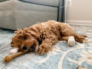 Buy now Nylabone Original Bone Flexi Chew Toy for Dogs, Flexible Dog Toys for Moderate Chewers, Chicken Flavor, Large/Giant, 1 Count at indiglob india