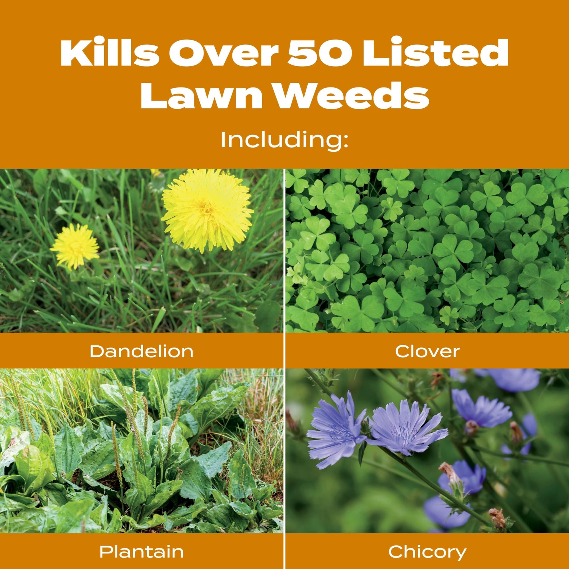 Buy now Scotts Turf Builder WinterGuard Fall Weed & Feed5, Weed Killer Plus Fall Fertilizer, 12,000 sq. ft., 33.84 lbs. at indiglob india
