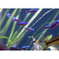 Buy now Seachem Stability - For Freshwater and Marine Aquariums 250ml at indiglob india