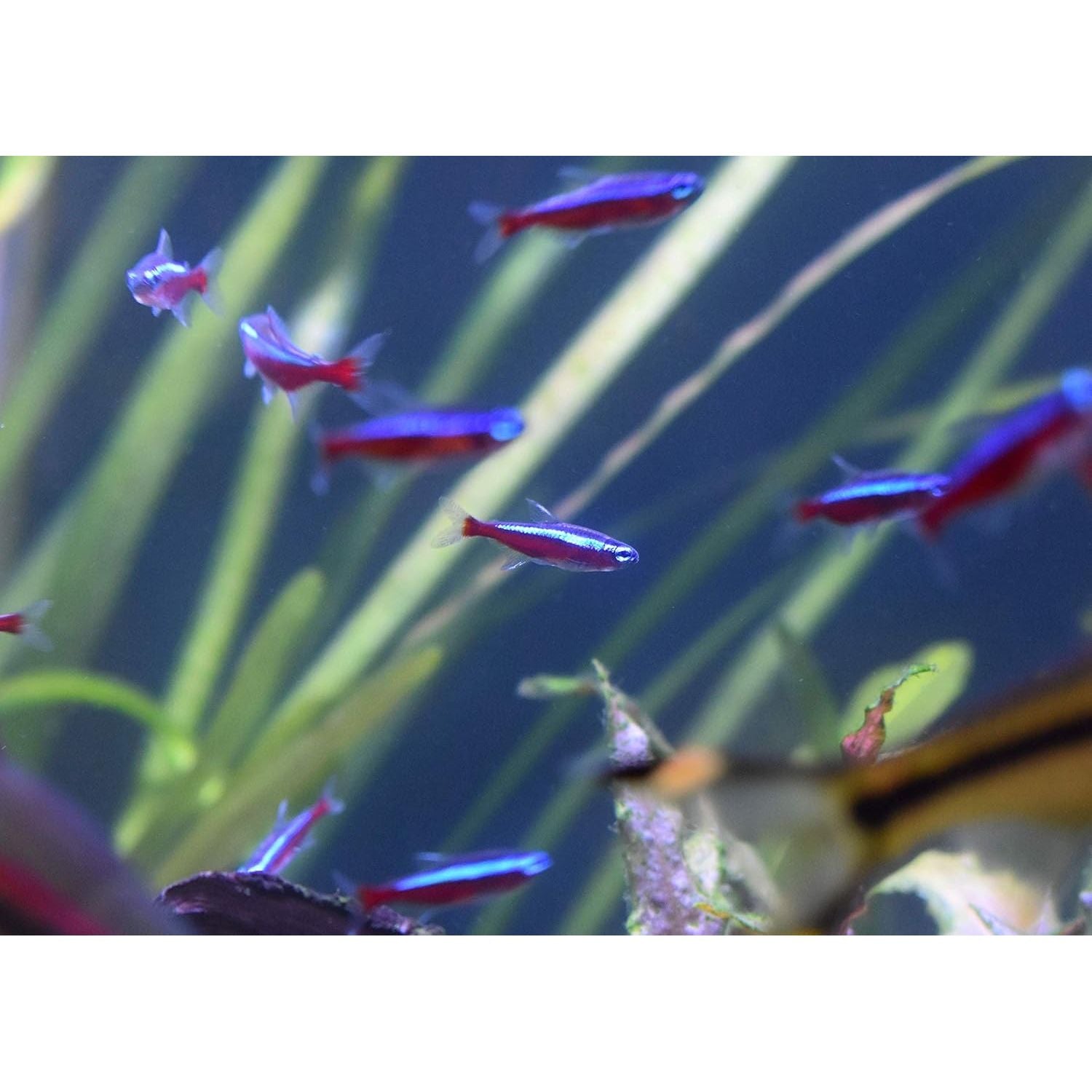 Buy now Seachem Stability - For Freshwater and Marine Aquariums 250ml at indiglob india
