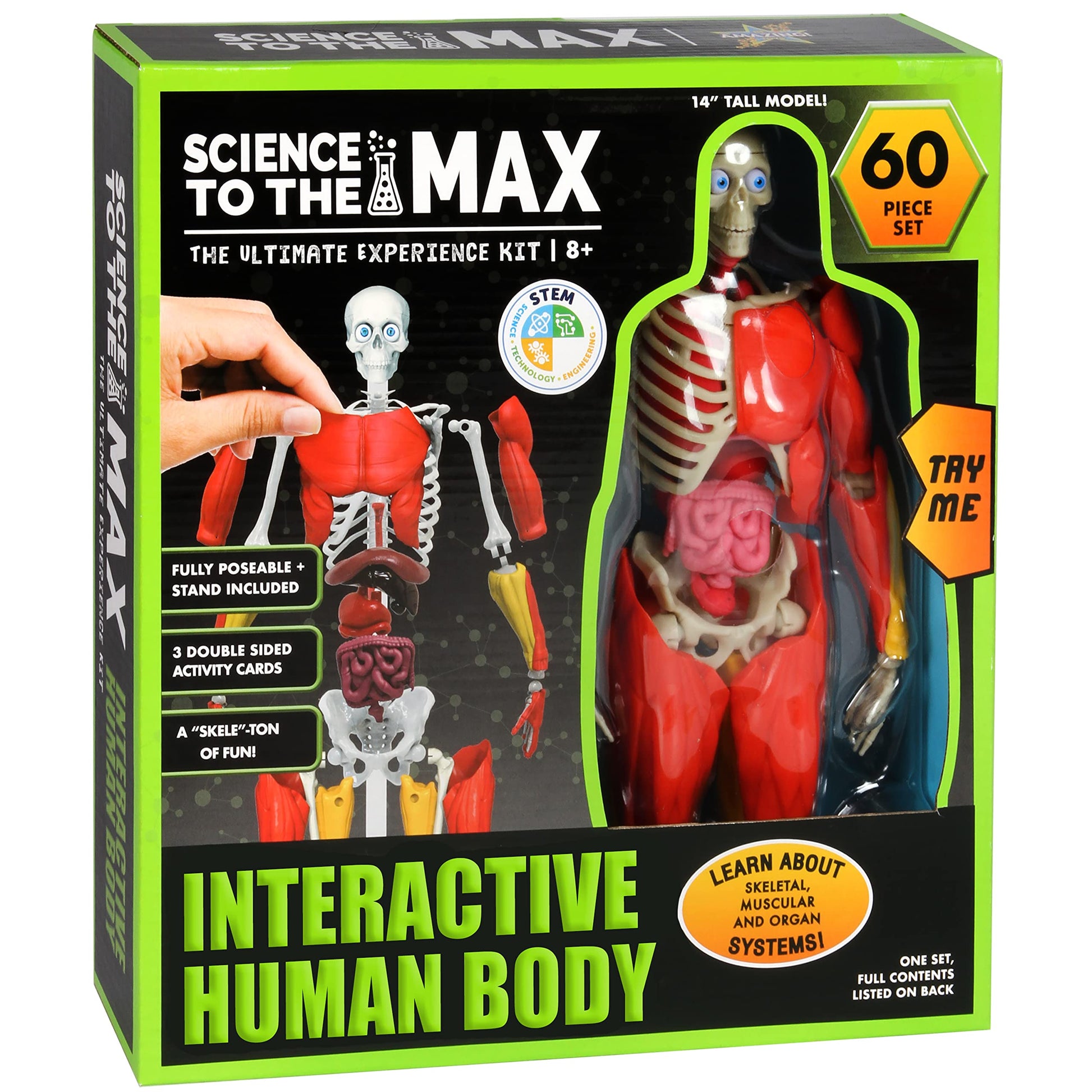 Buy now Be Amazing! Toys Interactive Human Body - 60 Piece Fully Poseable Anatomy Figure – 14” Tall Model - Anatomy Kit – Removable Muscles, Organs,Bones STEM Toy – Ages 8+ at indiglob india