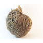 Luchea's Psychic World Herbs-Rose of Jericho-Whole