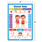 Buy now Classroom Educational Posters - 20pcs 16” x 11” - Teacher Classroom Must Haves Supplies Essentials - ABC Alphabet Poster School Supplies - Elementary Kindergarten Preschool Learning Activities at indiglob india