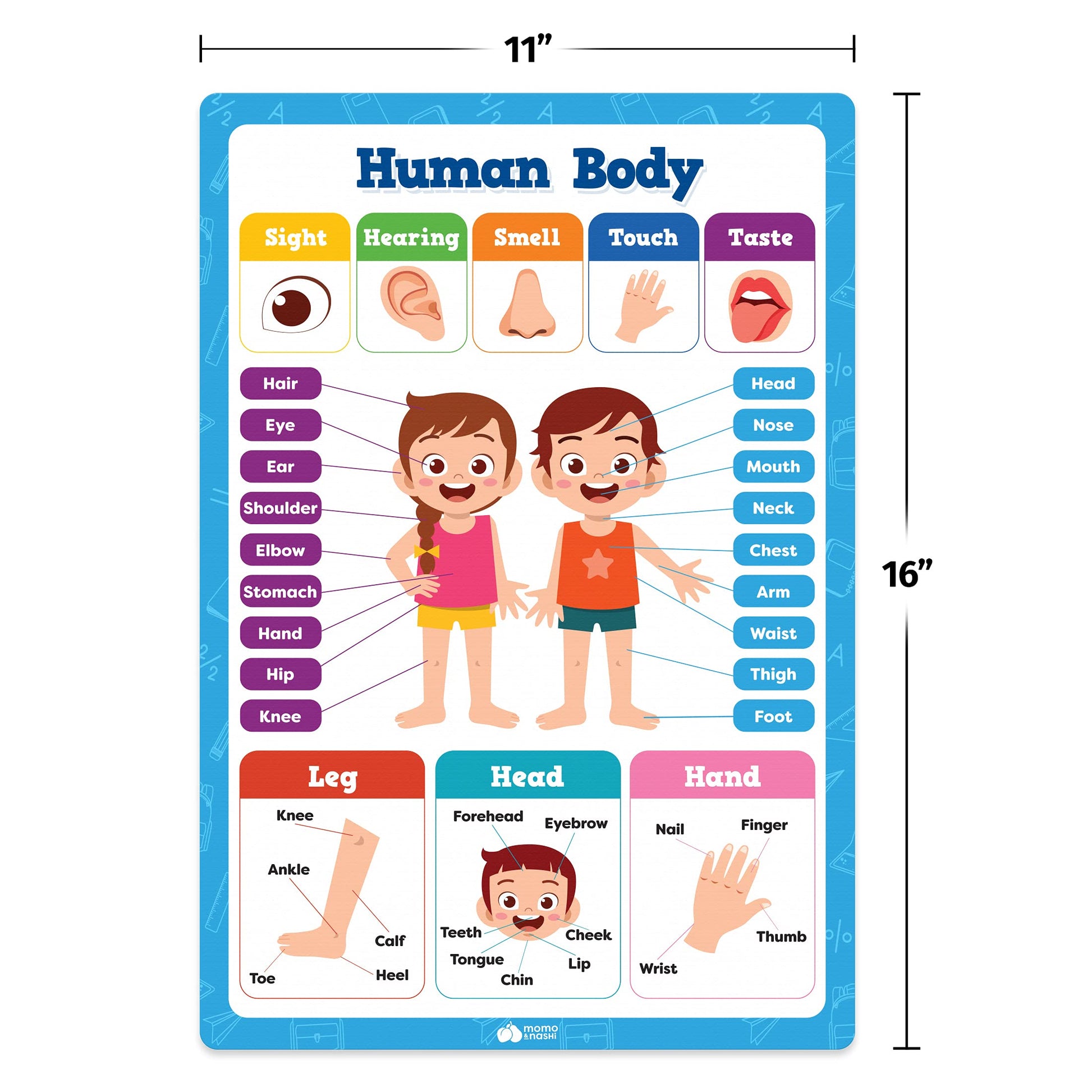 Buy now Classroom Educational Posters - 20pcs 16” x 11” - Teacher Classroom Must Haves Supplies Essentials - ABC Alphabet Poster School Supplies - Elementary Kindergarten Preschool Learning Activities at indiglob india