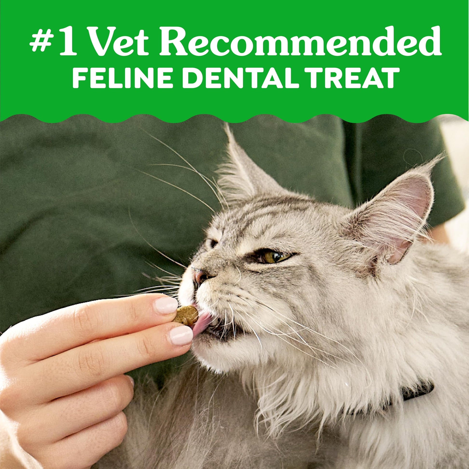 Buy now Greenies Cat Treats, Veterinarian-Recommended Adult Natural Dental Cat Treats, Tempting Tuna Flavor, 9.75 oz. Tub at indiglob india
