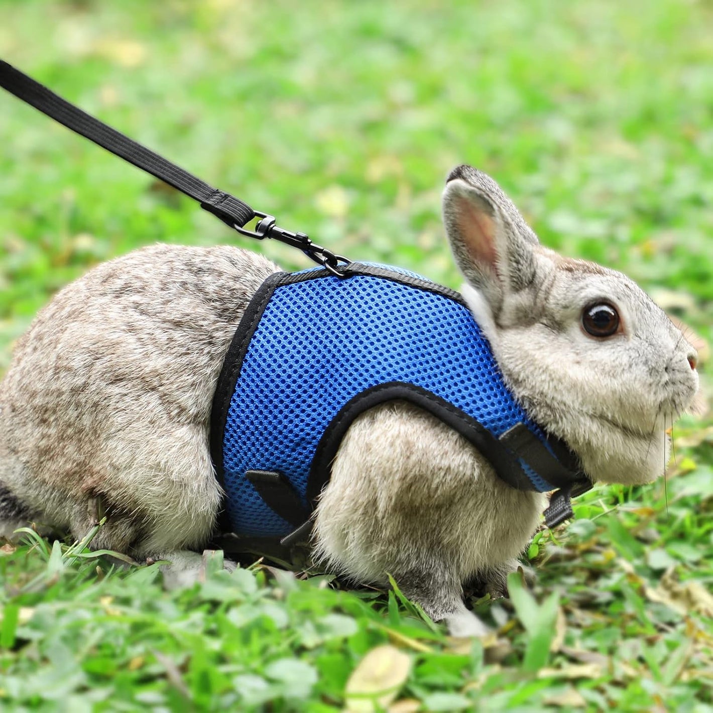 PETTOM Bunny Rabbit Harness with Stretchy Leash Cute Adjustable Buckle Breathable Mesh Vest for Kitten Small Pets Walking (Blue,S)