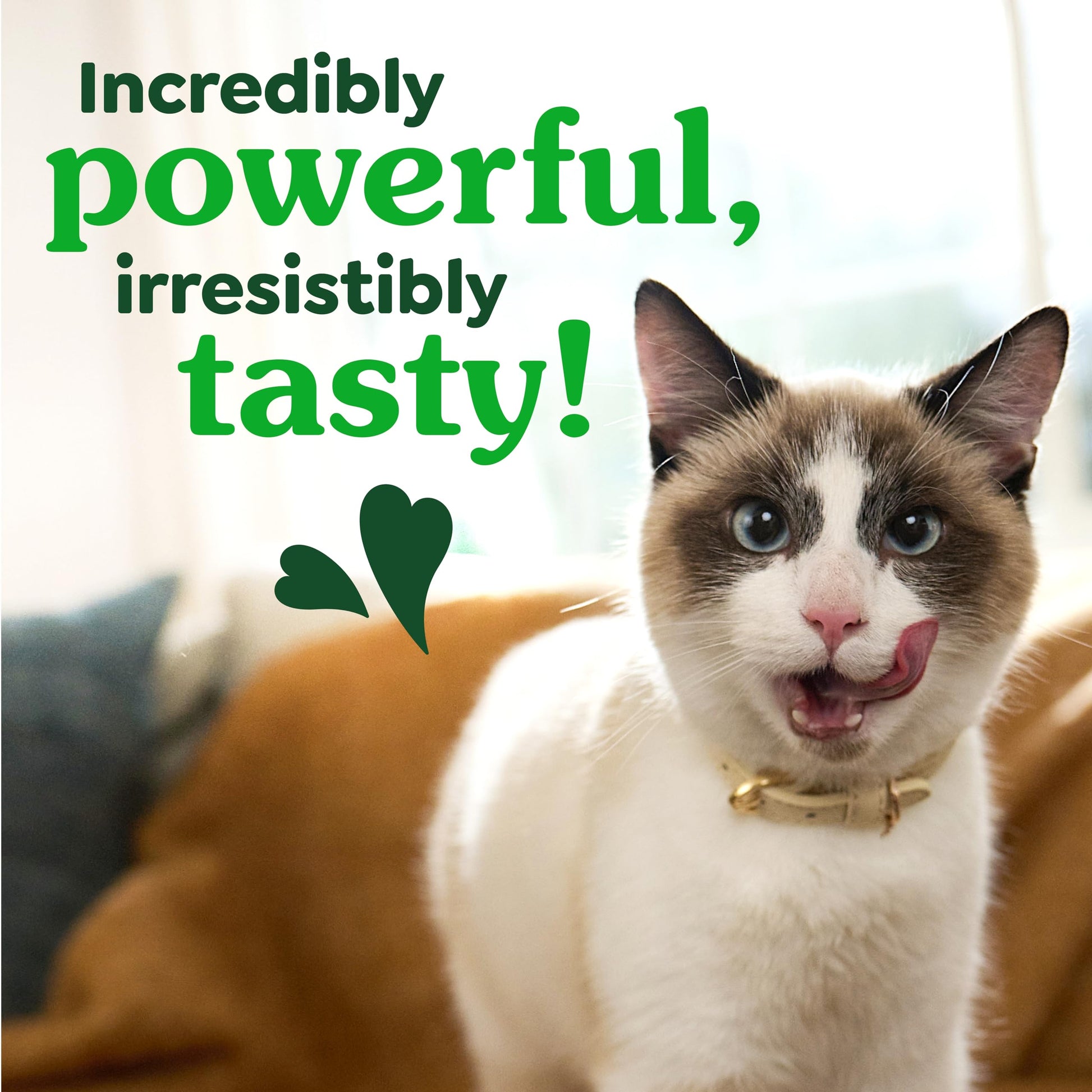 Buy now Greenies Cat Treats, Veterinarian-Recommended Adult Natural Dental Cat Treats, Tempting Tuna Flavor, 21 oz. Tub at indiglob india