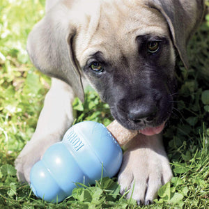 Buy now Kong - Ziggies Puppy - Teeth Cleaning Dog Treats - Small (Best Used with Kong Puppy Rubber Toys) at indiglob india