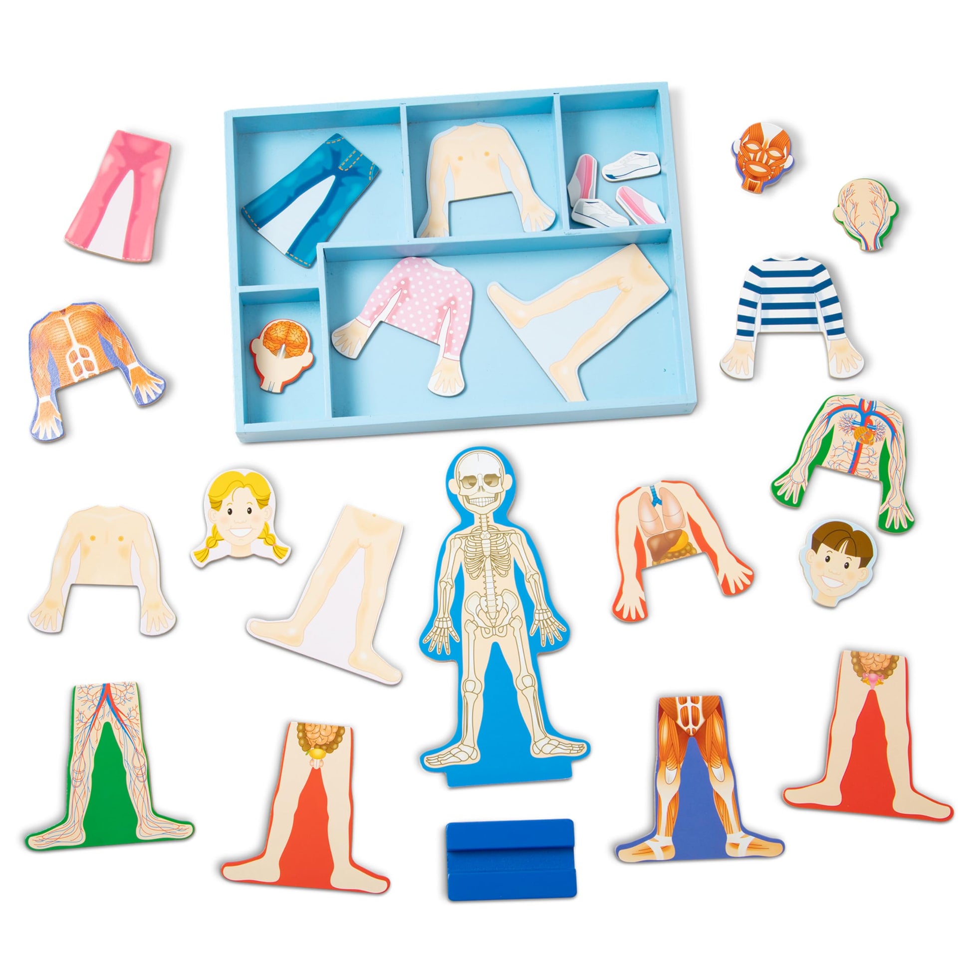 Buy now Melissa & Doug Magnetic Human Body Anatomy Play Set with 24 Magnetic Pieces and Storage Tray at indiglob india