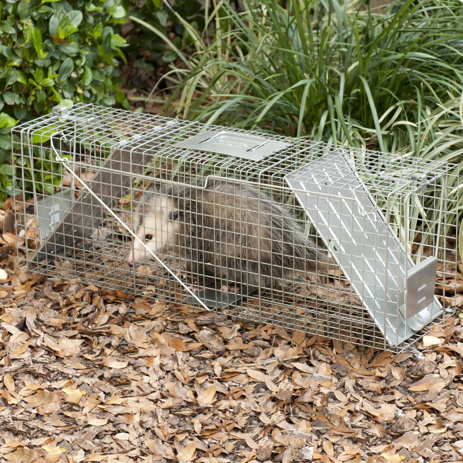 Buy now Havahart Large 2 Door Humane Catch and Release Live Animal Trap for Armadillos, Beavers, Bobcats, Small Dogs, Cats, Foxes, Groundhogs, Nutria, Opossums, Raccoons, Live Catch Trap for Stray Dogs 1045SR at indiglob india