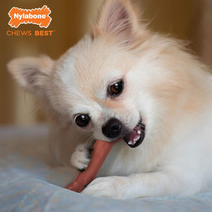 Nylabone Power Chew Classic Bone Chew Toy for Dogs, Durable Dog Toys for Aggressive Chewers, Bacon Flavor, X-Small/Petite - Up to 15 lbs. (1 Count)