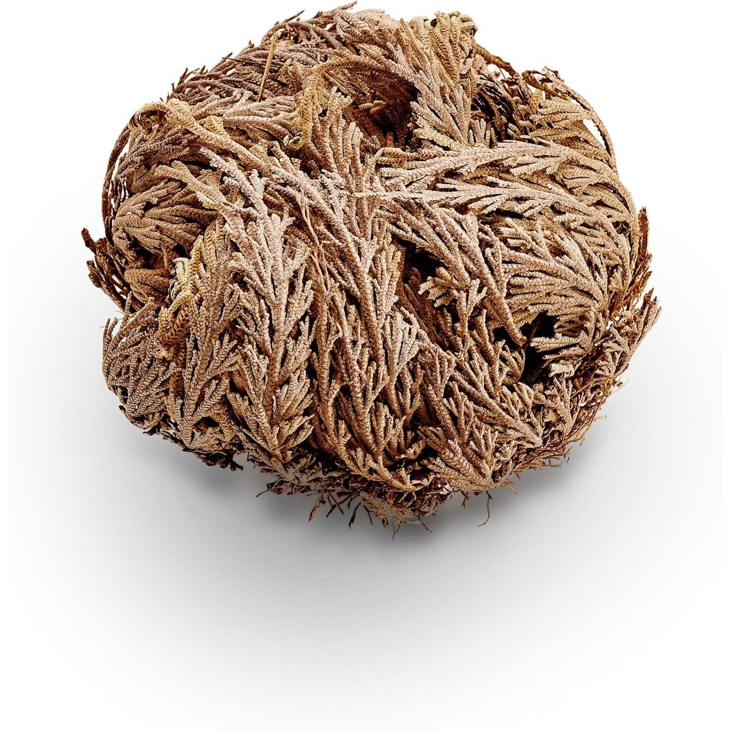 Luchea's Psychic World Herbs-Rose of Jericho-Whole