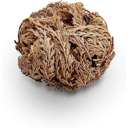 Luchea's Psychic World Herbs-Rose of Jericho-Whole