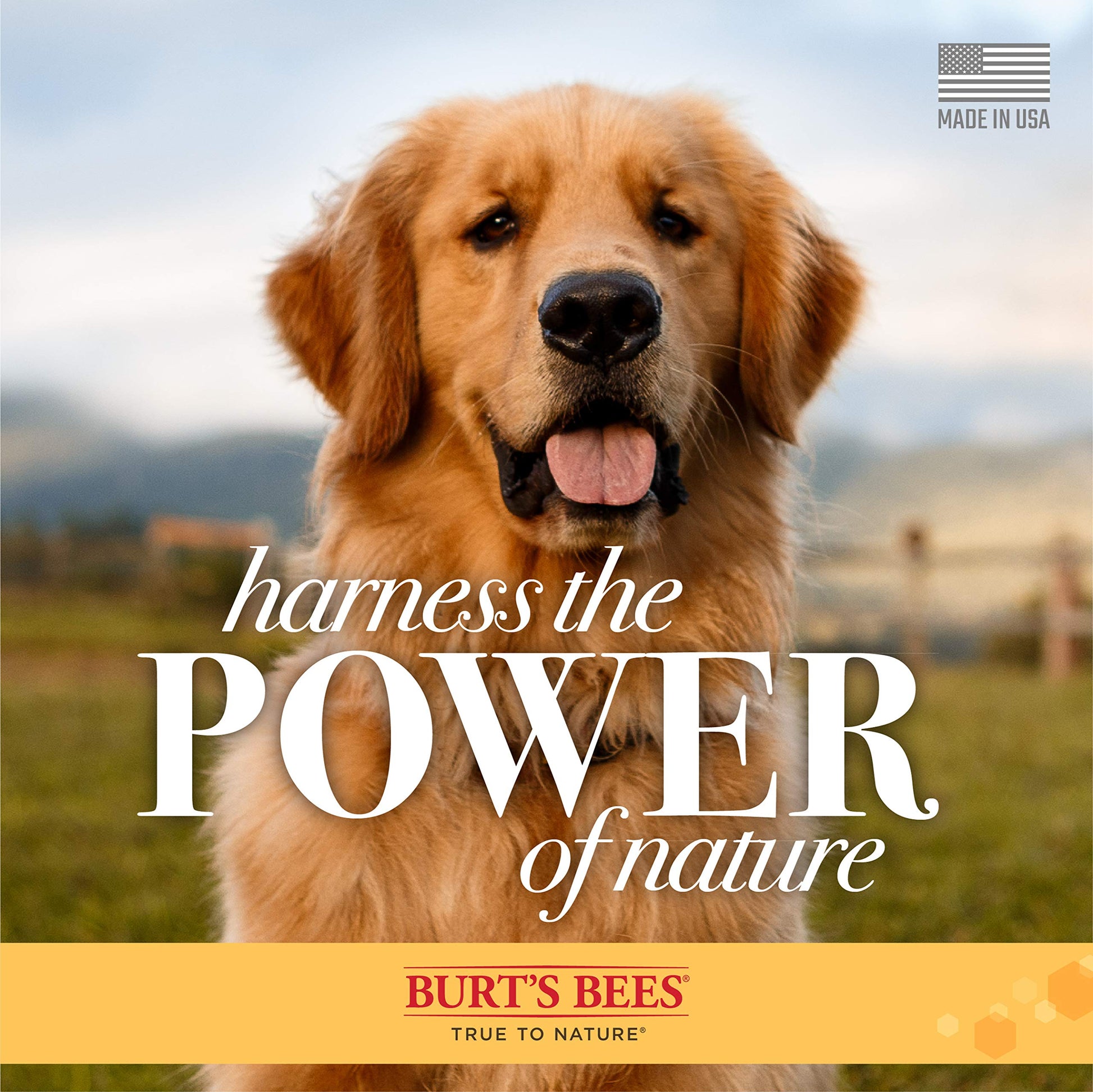 Buy now Burt's Bees for Pets Care Plus+ Naturally Derived Deep Cleansing Charcoal & Coconut Oil Shampoo - Dog Shampoo to Naturally Derivedly Purify and Replenish Dog's Skin & Coat - Made in USA, 16 Oz at indiglob india