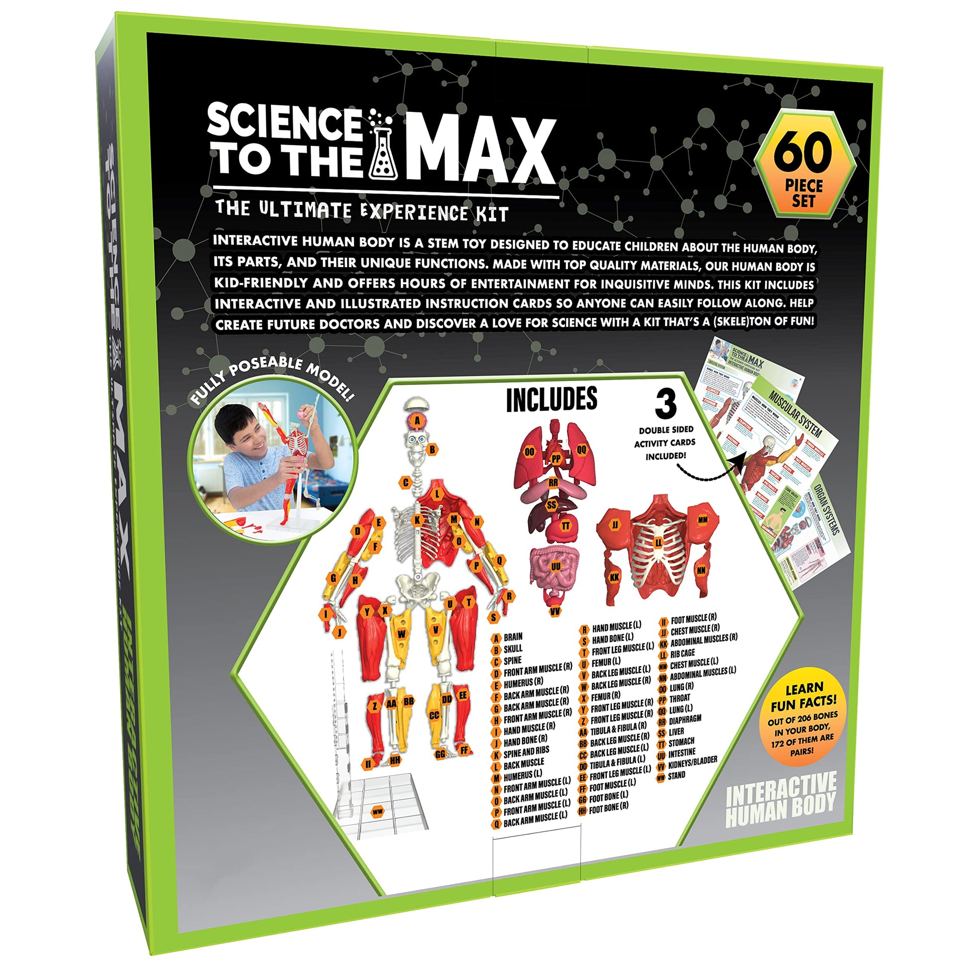 Buy now Be Amazing! Toys Interactive Human Body - 60 Piece Fully Poseable Anatomy Figure – 14” Tall Model - Anatomy Kit – Removable Muscles, Organs,Bones STEM Toy – Ages 8+ at indiglob india