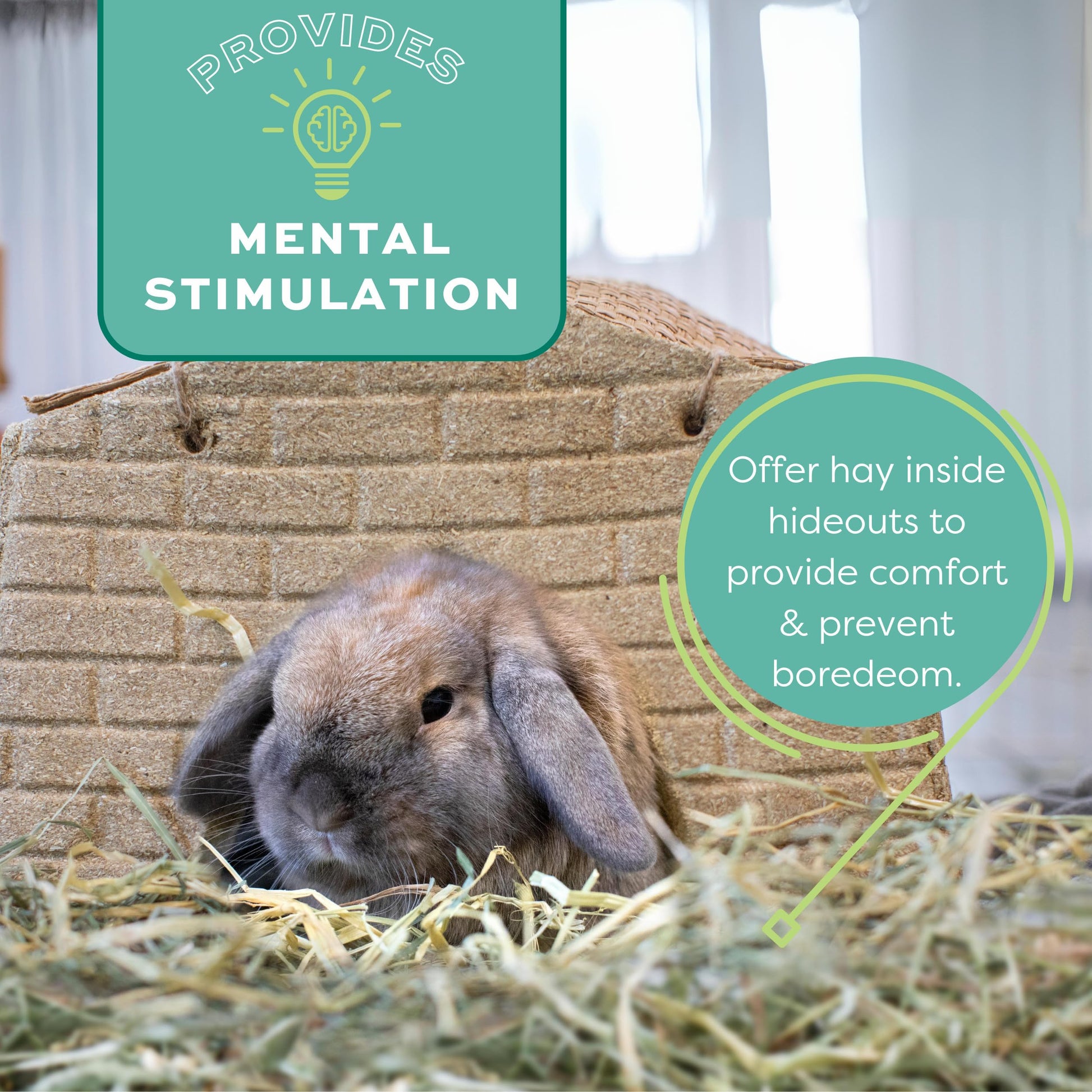 Buy now Oxbow Orchard Grass Hay, Rabbit & Guinea Pig Hay, High Fiber for Digestive Health, Grown in the USA, Veterinarian Recommended Small Pet Supplies, for Rabbits, Guinea Pigs, & Chinchillas, 15 oz. at indiglob india