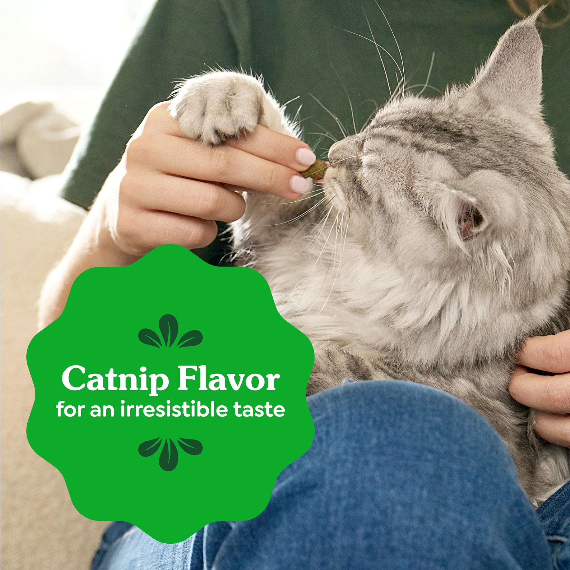 Buy now Greenies Feline Veterinarian-Recommended Adult Natural Dental Cat Treats, Catnip Flavor, 21 oz. Tub at indiglob india