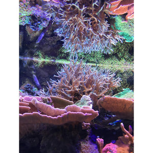 Seachem Reef Zooplankton 250 ml.