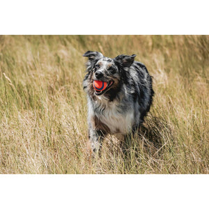 Chuckit! Ultra Ball Dog Toy - Medium Bouncy Fetch Balls For Dogs 20-60 lbs - Made from Durable Rubber - Floating Water Pet Toys - Size Medium - 2.5-inch Diameter - Pack of 2