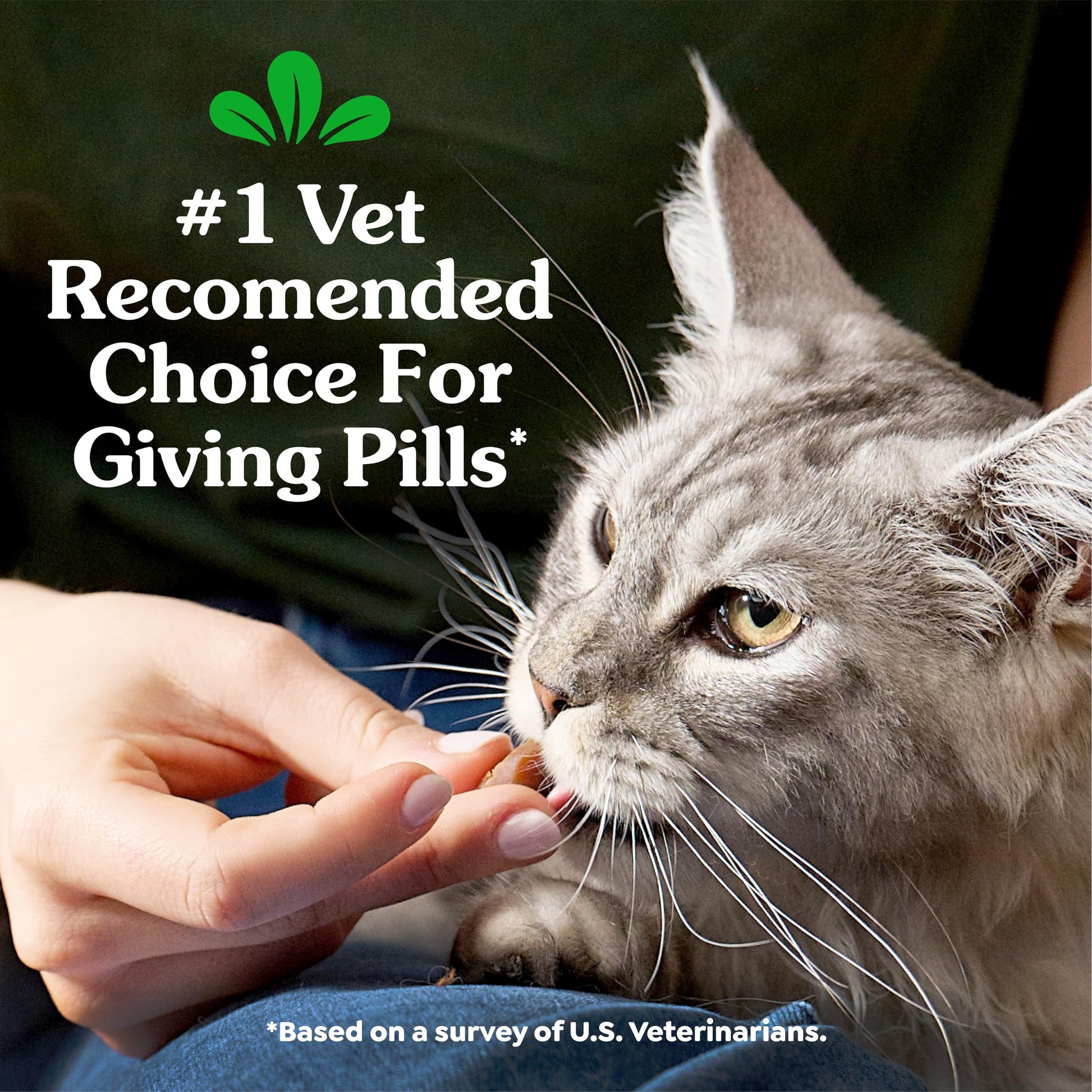 Buy now Greenies Feline Pill Pockets for Cats Soft Cat Treats, Chicken Flavor, 1.6 oz. Pouch, 45 Count at indiglob india