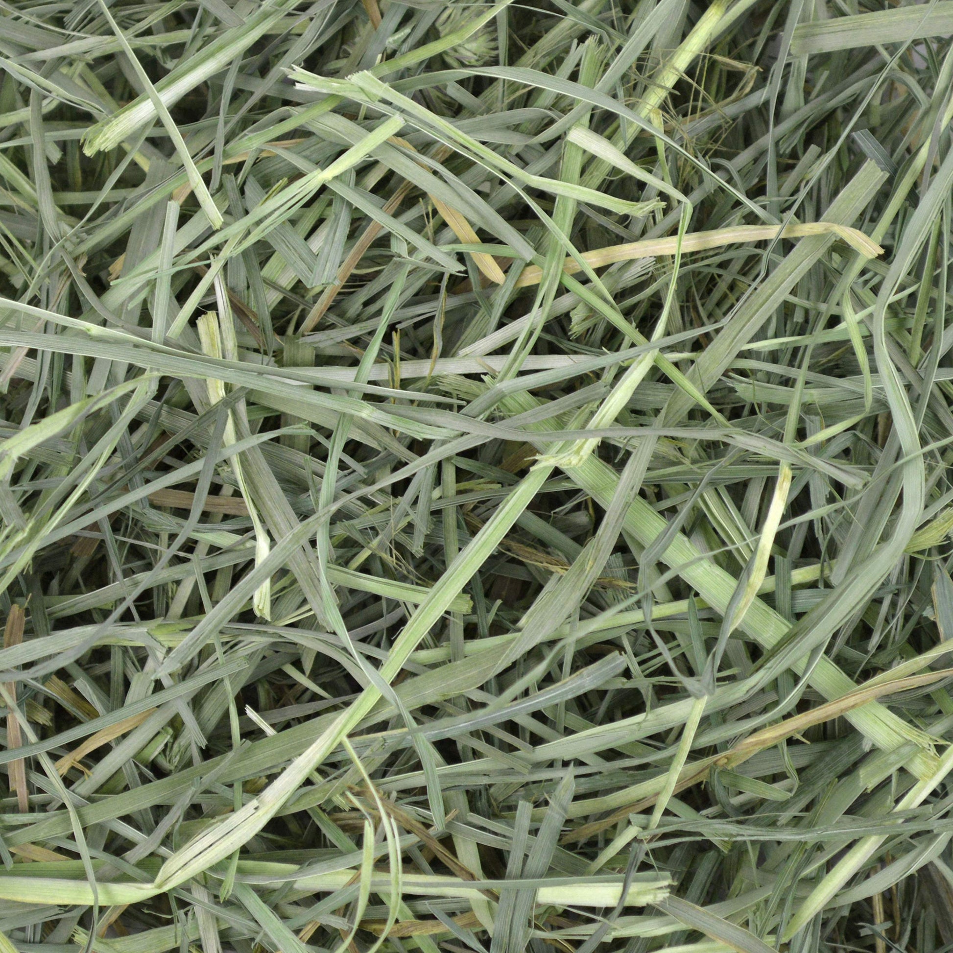 Buy now Oxbow Orchard Grass Hay, Rabbit & Guinea Pig Hay, High Fiber for Digestive Health, Grown in the USA, Veterinarian Recommended Small Pet Supplies, for Rabbits, Guinea Pigs, & Chinchillas, 15 oz. at indiglob india