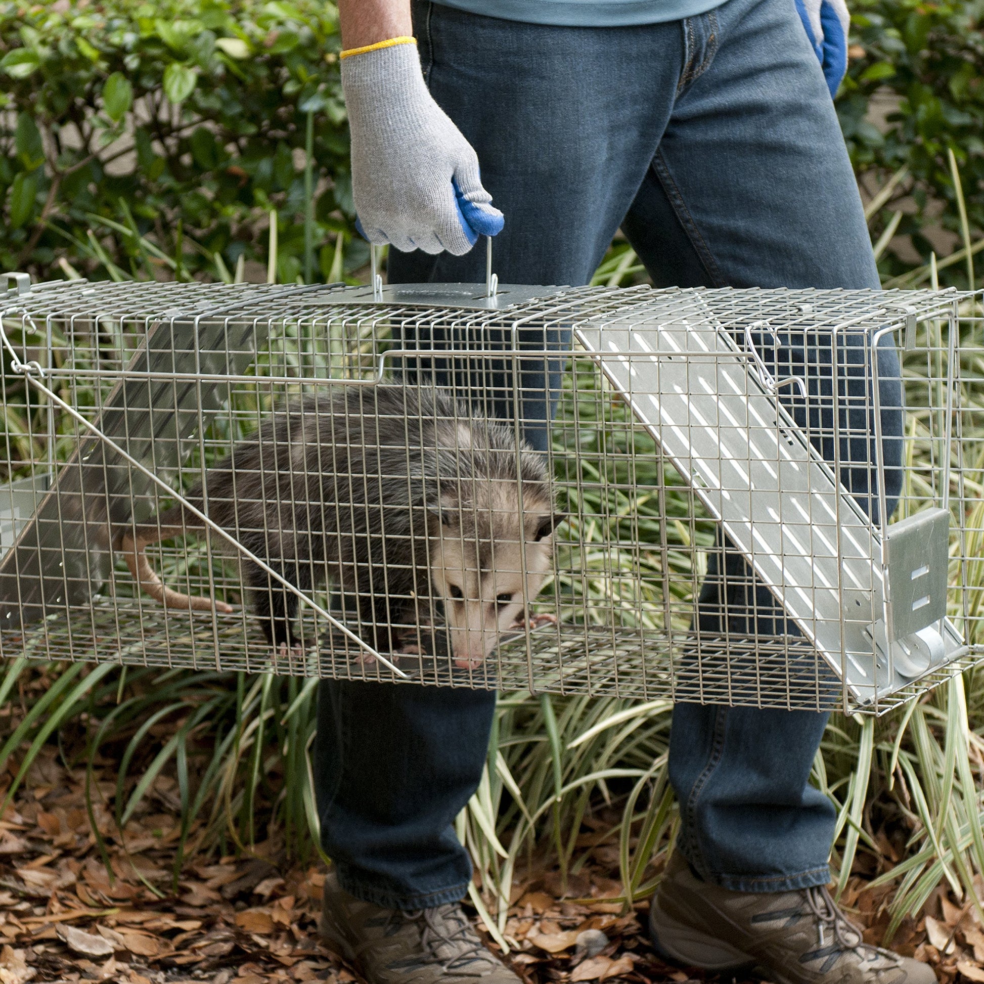 Buy now Havahart Large 2 Door Humane Catch and Release Live Animal Trap for Armadillos, Beavers, Bobcats, Small Dogs, Cats, Foxes, Groundhogs, Nutria, Opossums, Raccoons, Live Catch Trap for Stray Dogs 1045SR at indiglob india